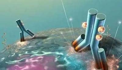 個(gè)性化修飾性抗體技術(shù)解讀之泛素化抗體