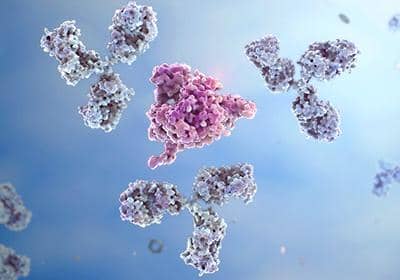 幾分鐘了解雙特異性抗體，它主要應(yīng)用在哪些方面?