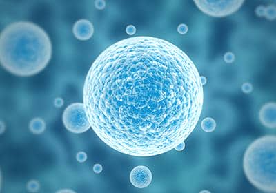 細胞之細胞分裂主要分為哪幾個時期?