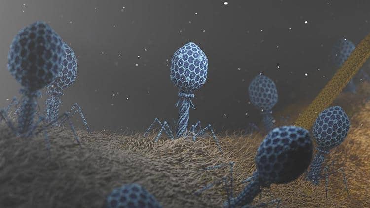 關于噬菌體展示技術的兩大核心難點你了解多少?