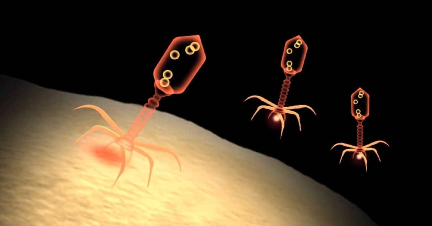 JACS | 利用噬菌體展示技術篩選具有不對稱分子骨架的大環肽