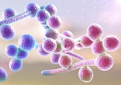 重組蛋白表達真核表達系統的優勢體現在哪些方面?