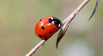 桿狀病毒昆蟲表達系統的設計概念及其構建方法