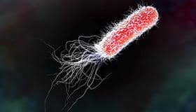 五大蛋白表達系統之一的大腸桿菌表達系統有哪些特點?