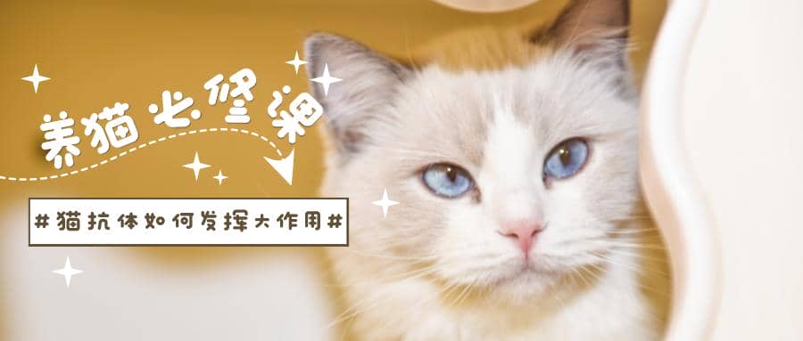 鏟屎官們看過來！貓抗體如何發揮大作用