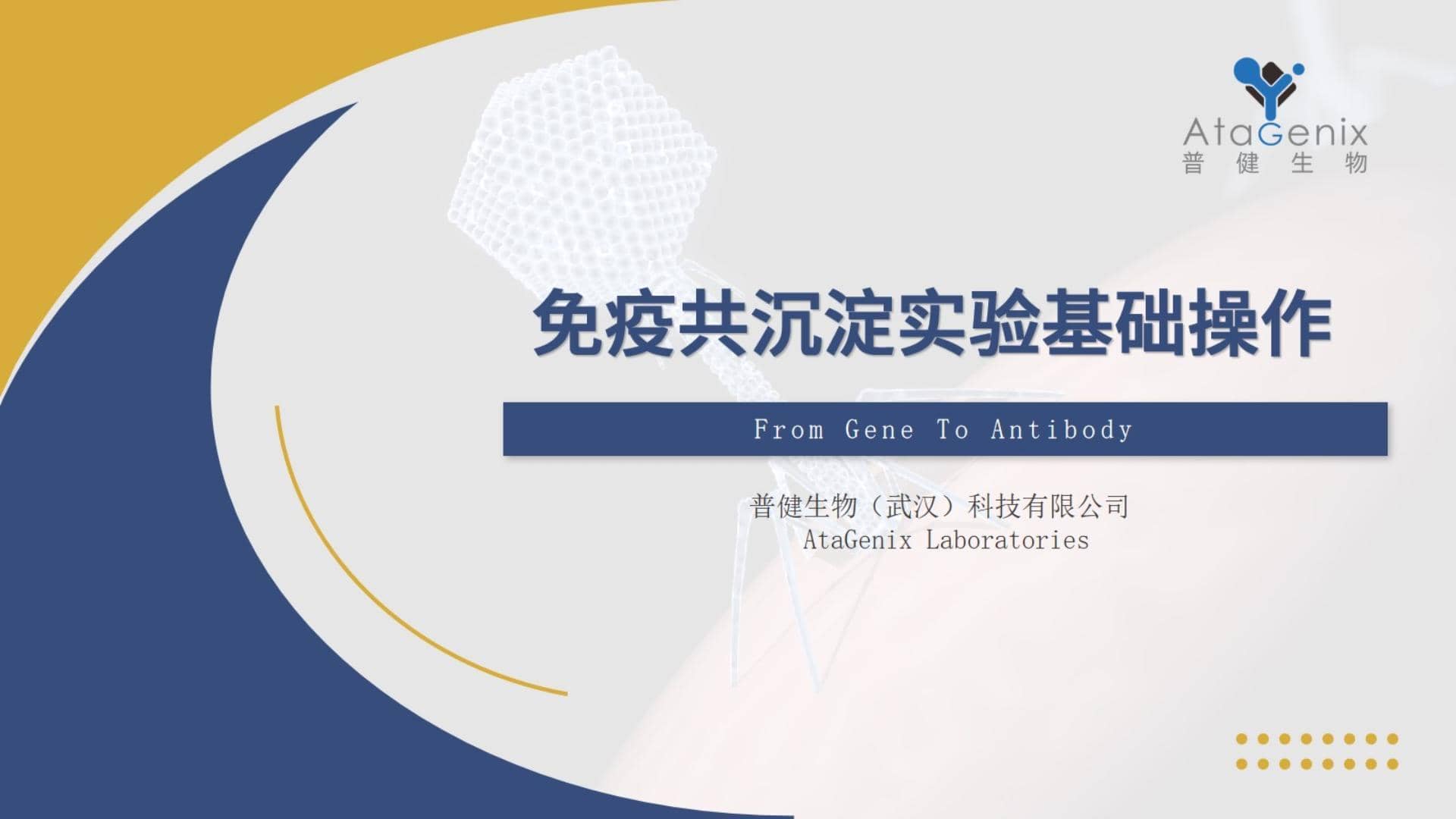 免疫共沉淀——IP實驗基礎操作