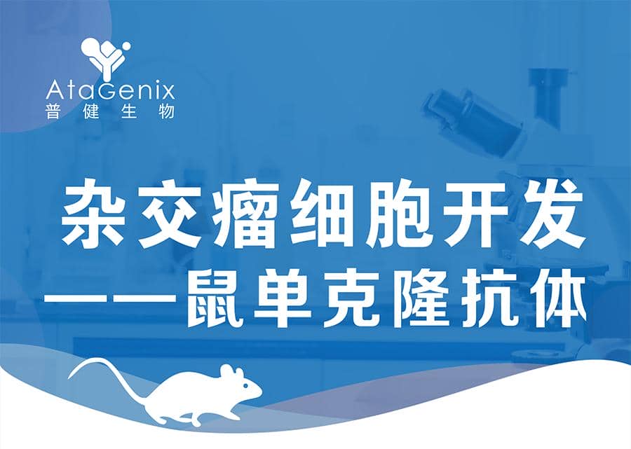 雜交瘤細胞開發-鼠單克隆抗體僅需59天