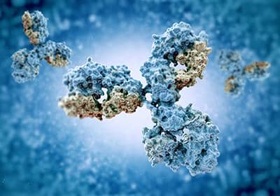 盤點抗體的幾種基本結構及其功能簡介