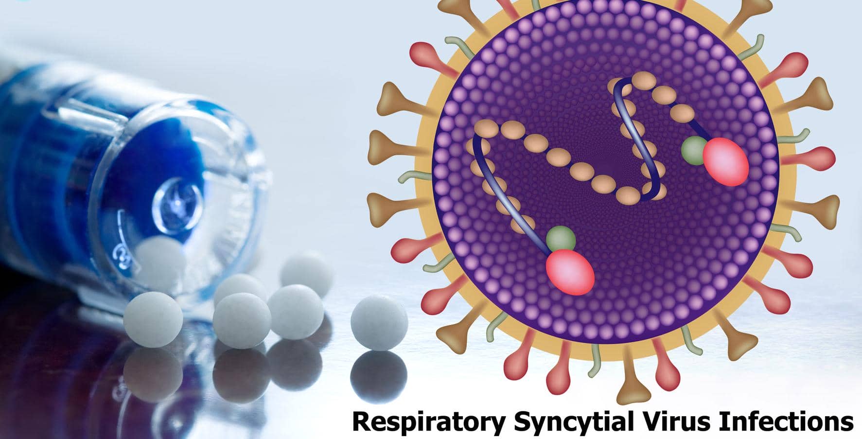人類T細胞在控制RSV感染中的關(guān)鍵作用
