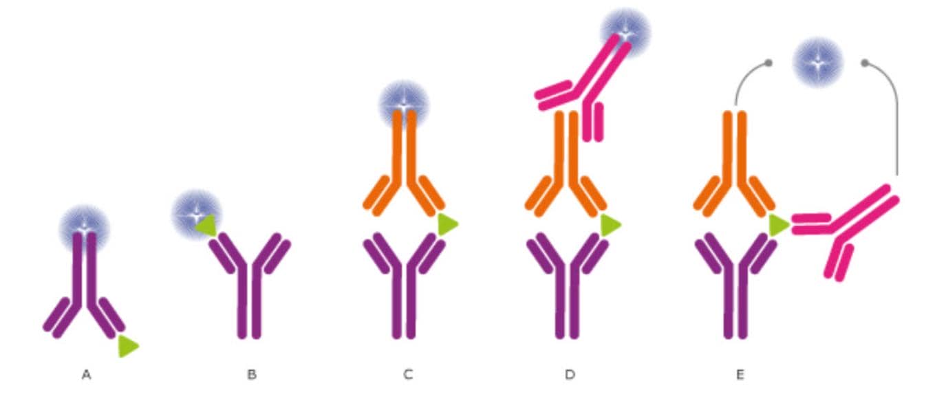 科研人“磕CP”的最高境界！抗體對(duì)開(kāi)發(fā)技術(shù)服務(wù)助你Easy Everyday