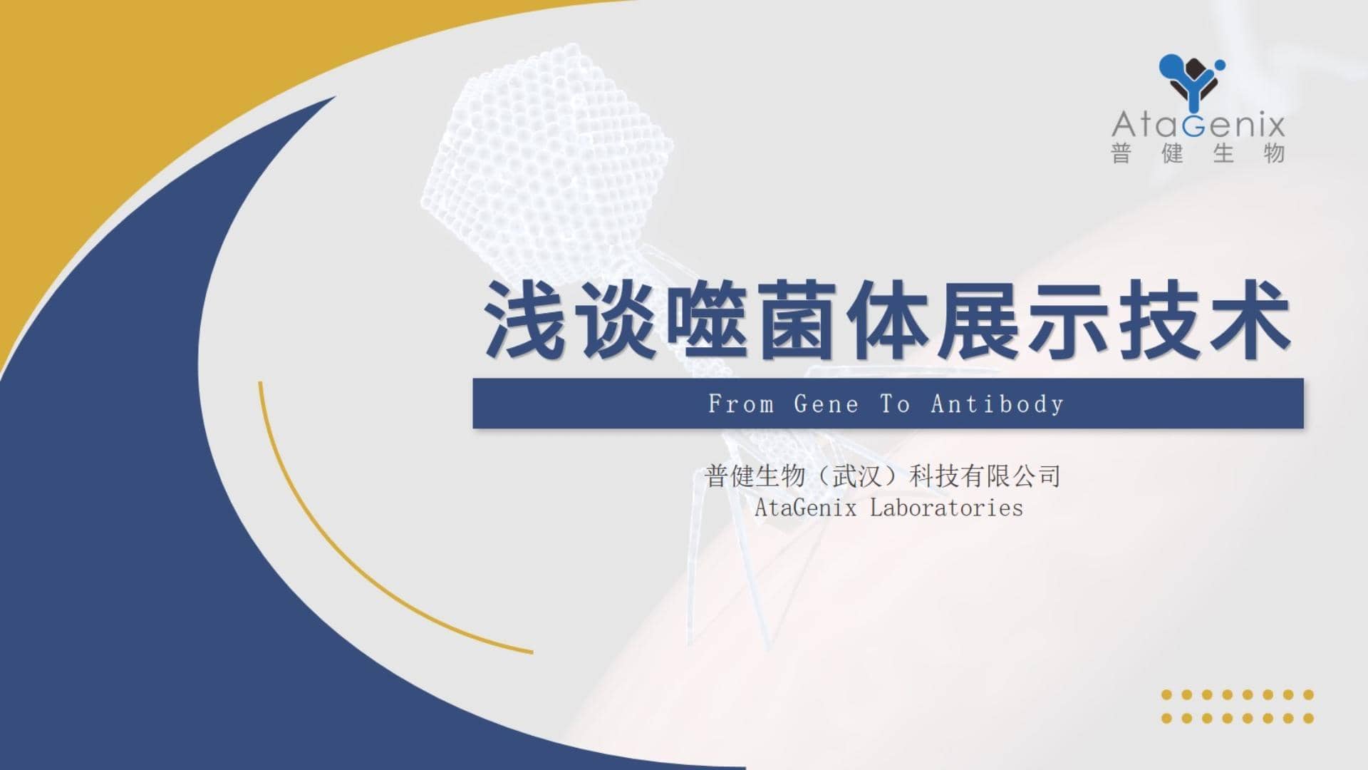 【一篇搞定】噬菌體展示技術與噬菌體展示抗體發現平臺