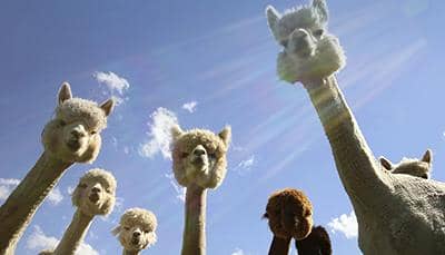 納米抗體存在哪些局限性？