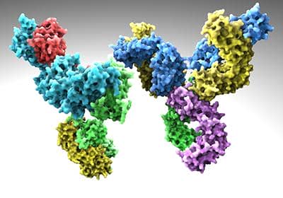 如何制備雙特異性抗體?其主要應用于哪些方面?