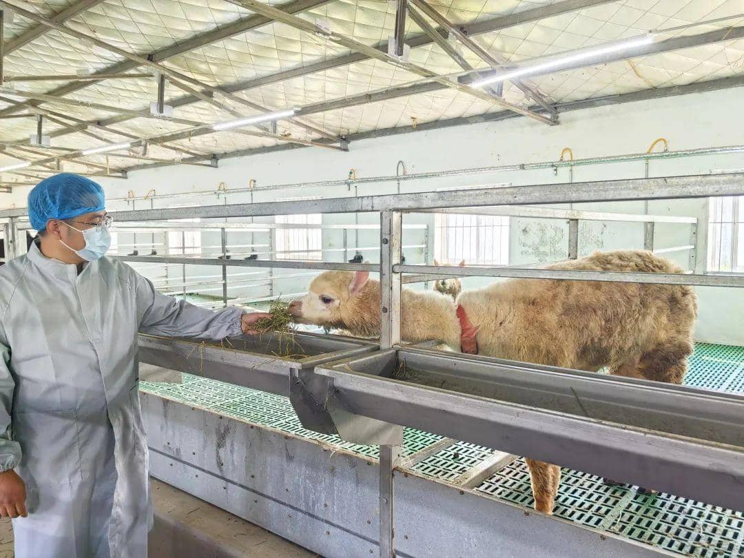 喜報(bào)！普健生物羊駝養(yǎng)殖基地正式揭牌啦！