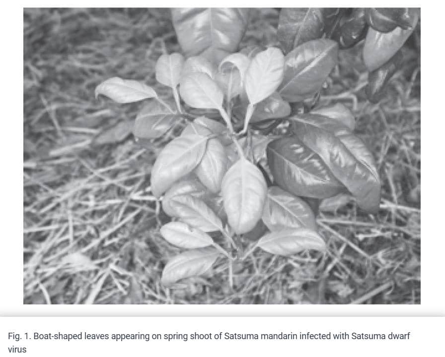 兔單克隆抗體作為高靈敏度檢測(cè)工具在植物學(xué)中的應(yīng)用