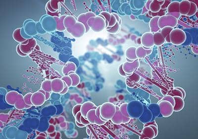 雜交瘤細胞-小鼠骨髓瘤抗體制備的流程