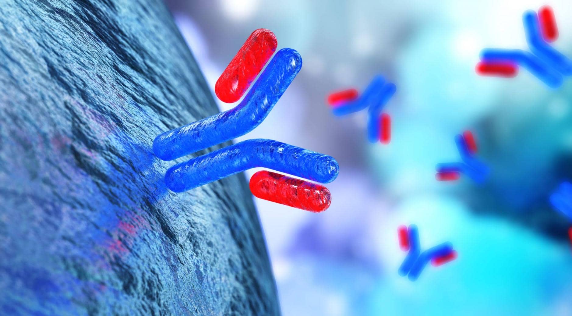 使用單個B細胞技術制備兔單克隆抗體