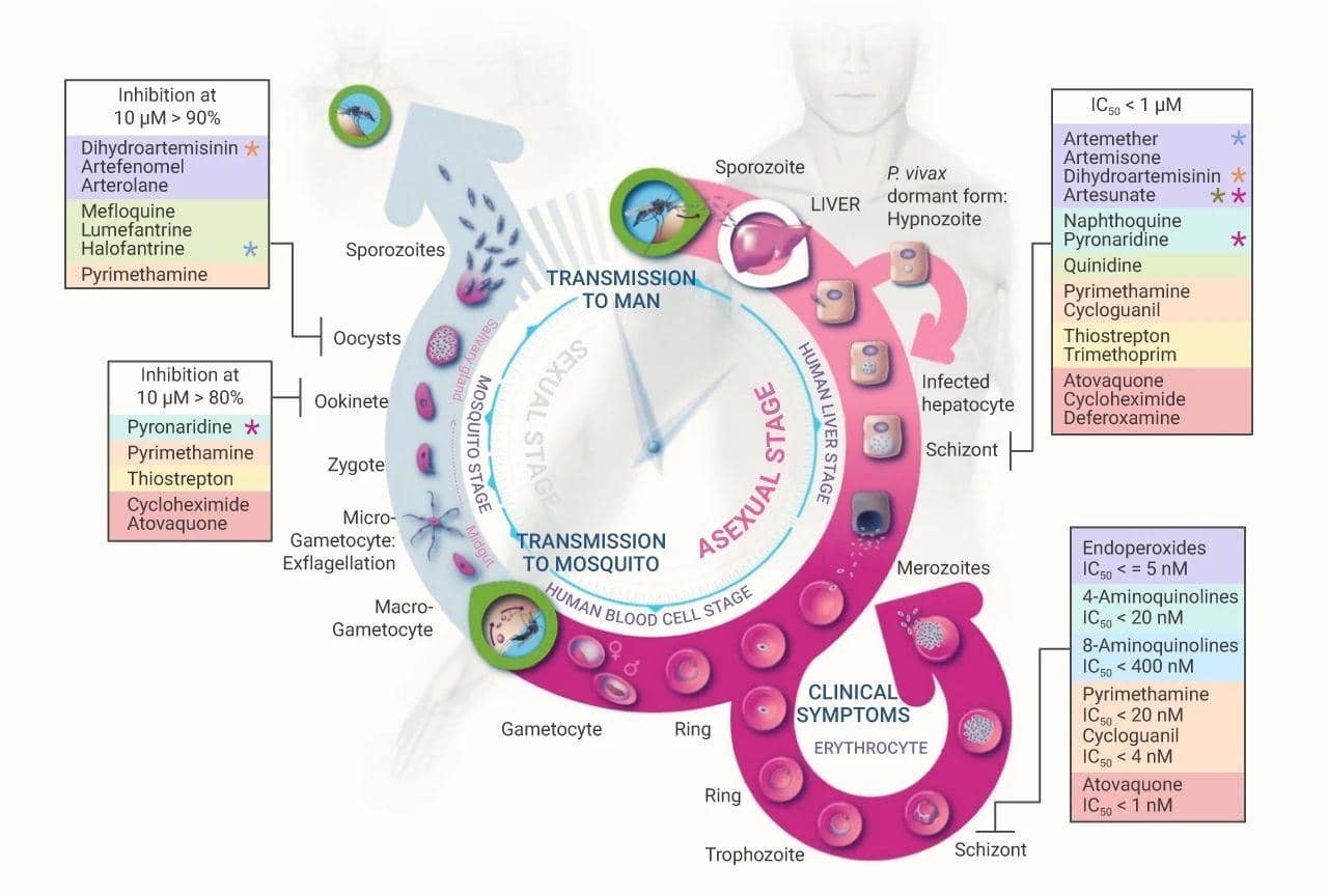 瘧原蟲重組蛋白rVAＲ2及其臨床醫學中的應用進展