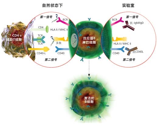 SHP2分子鑒定、重組表達及免疫學研究