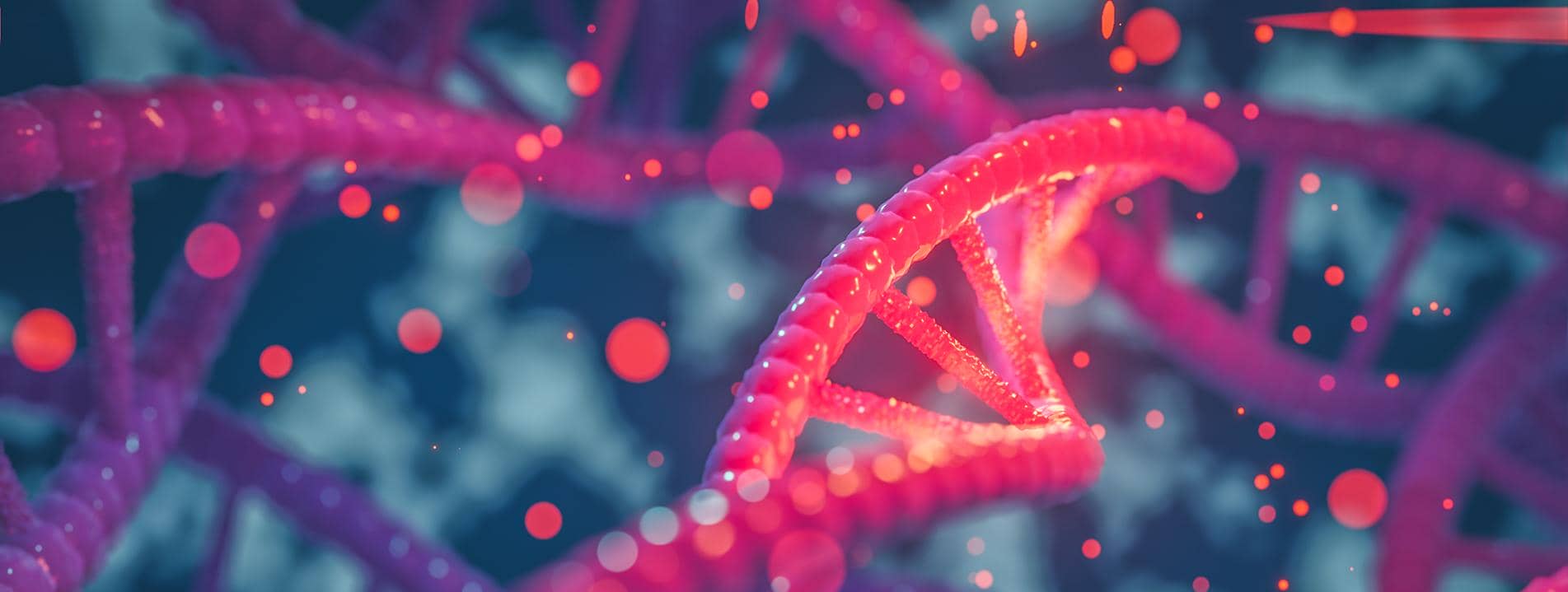 雞HNF 3β重組蛋白在大腸桿菌中的高效表達及其抗體制備