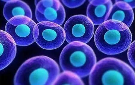 如何使用單B細胞技術制備兔單克隆抗體?