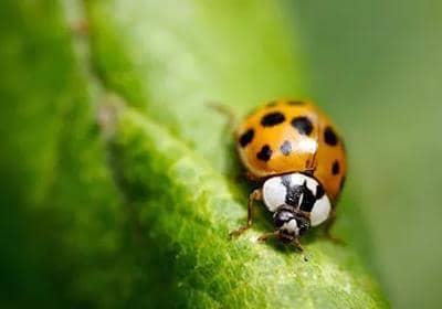 桿狀病毒昆蟲表達(dá)系統(tǒng)