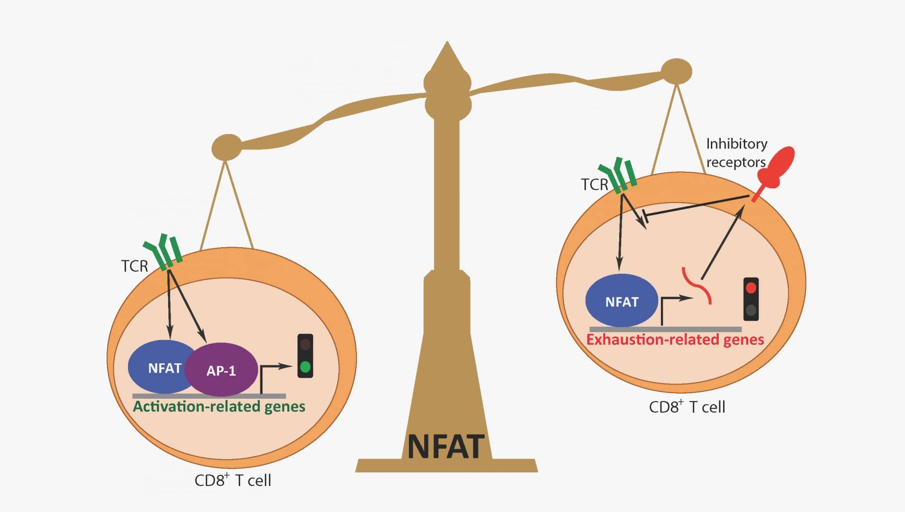 一文搞定|活化的T細胞核內(nèi)因子(NFAT)的結構及其功能