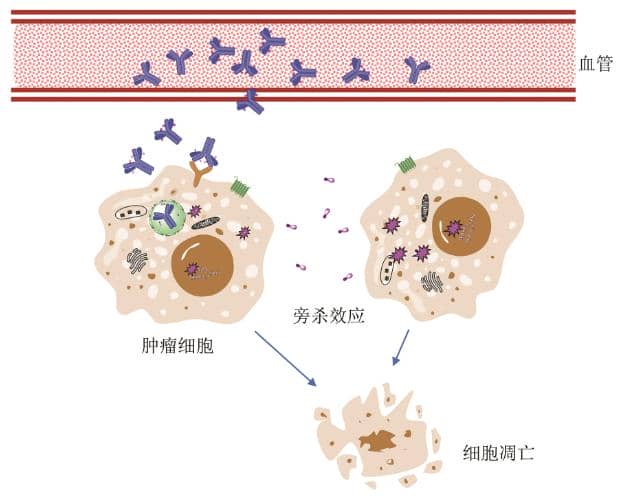 抗體偶聯(lián)藥物的技術及影響其藥物效果的關鍵因素