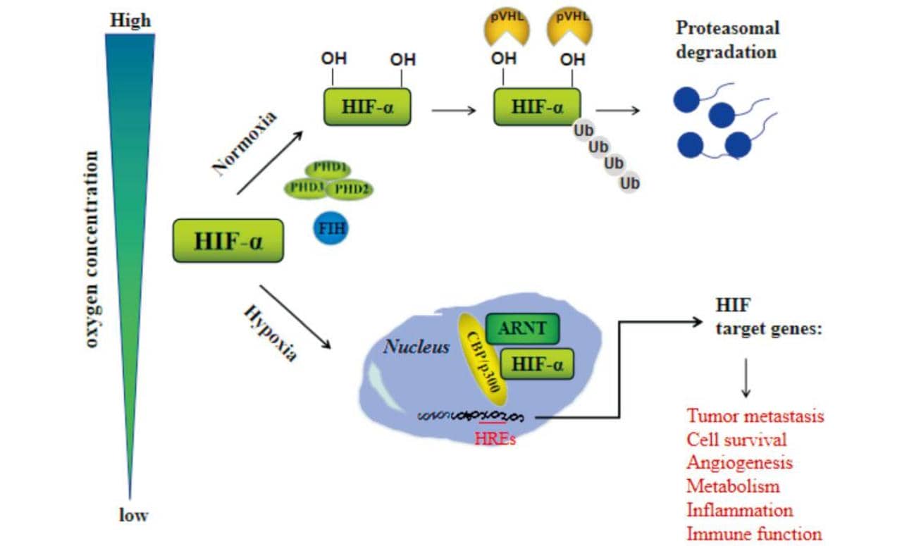 科學家發(fā)現(xiàn)蛋白質(zhì)新功能，或是移植耐受力關鍵