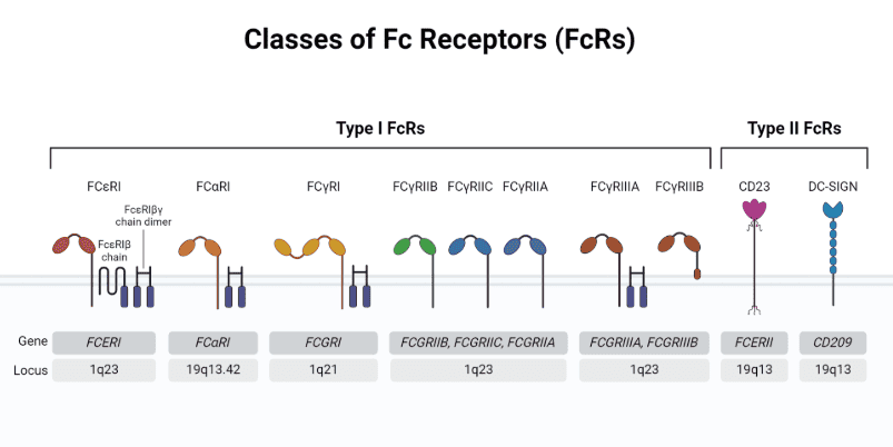 Fc受體分類圖示