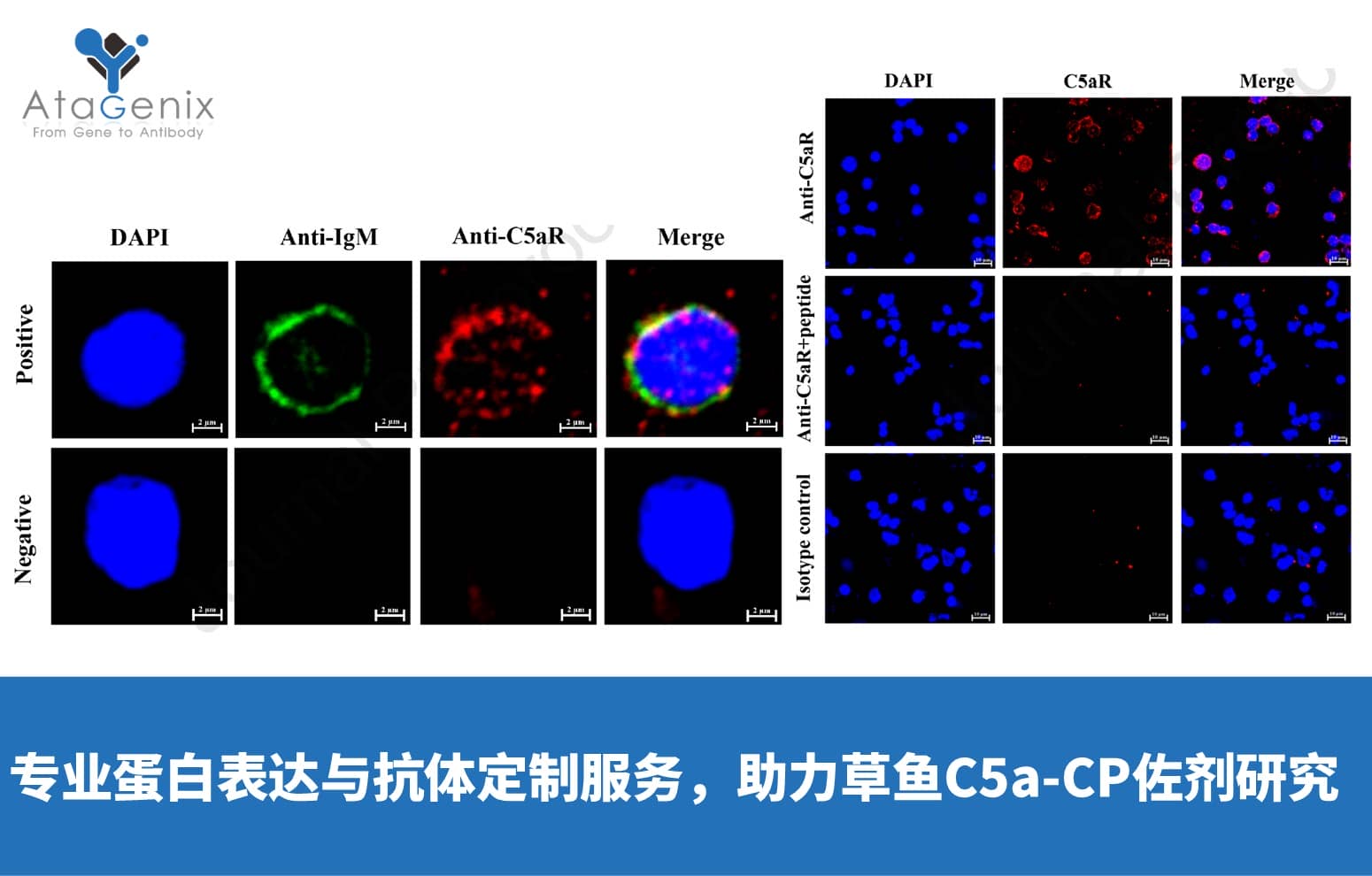 AtaGenix專業蛋白表達與抗體定制服務，助力草魚C5a-CP佐劑研究