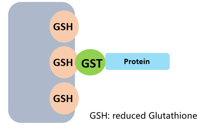 GST標(biāo)簽純化原理