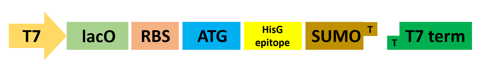 SUMO標(biāo)簽結(jié)構(gòu)