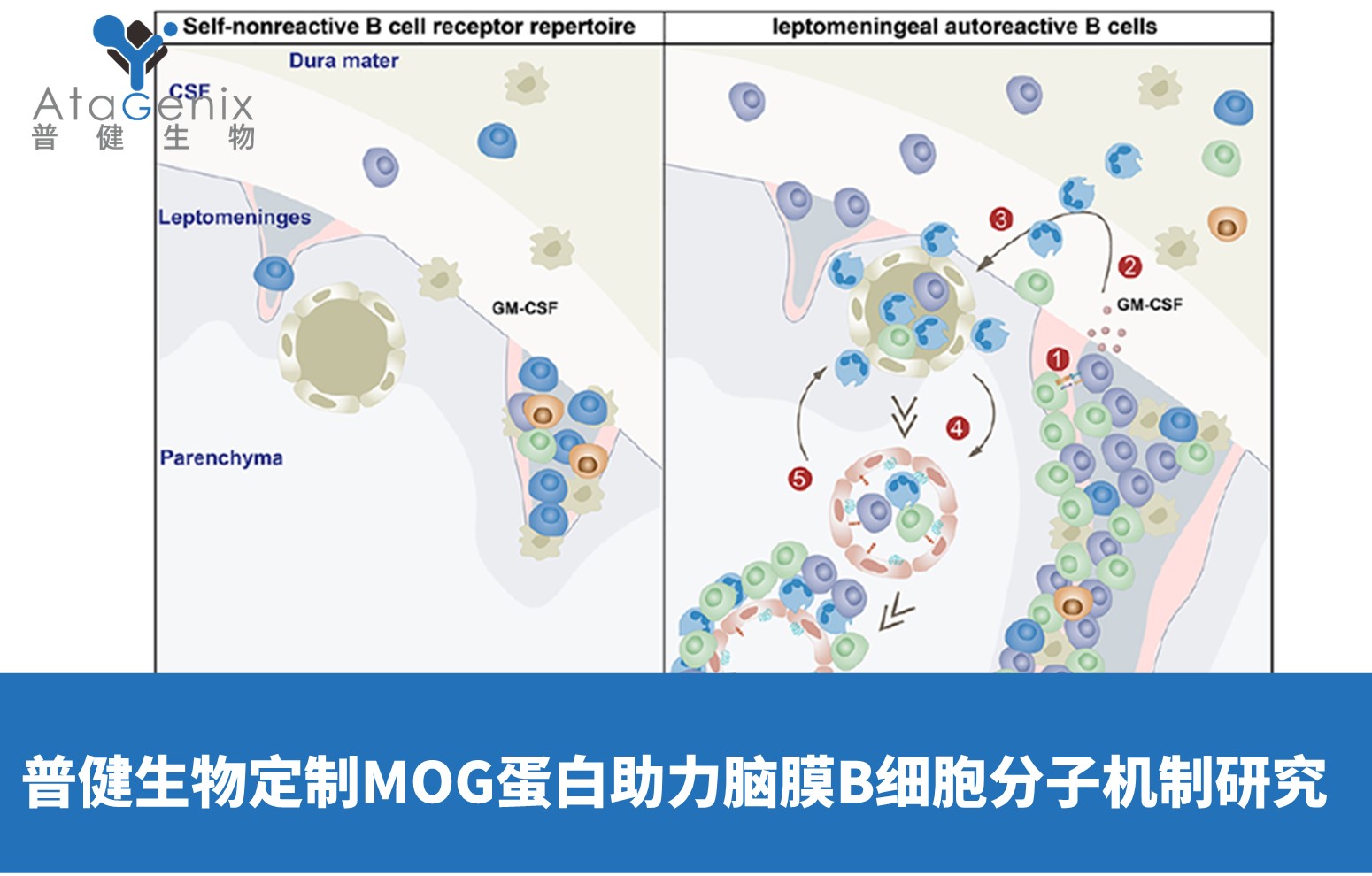 普健生物定制高純度MOG蛋白支持腦膜B細(xì)胞分子機(jī)制研究