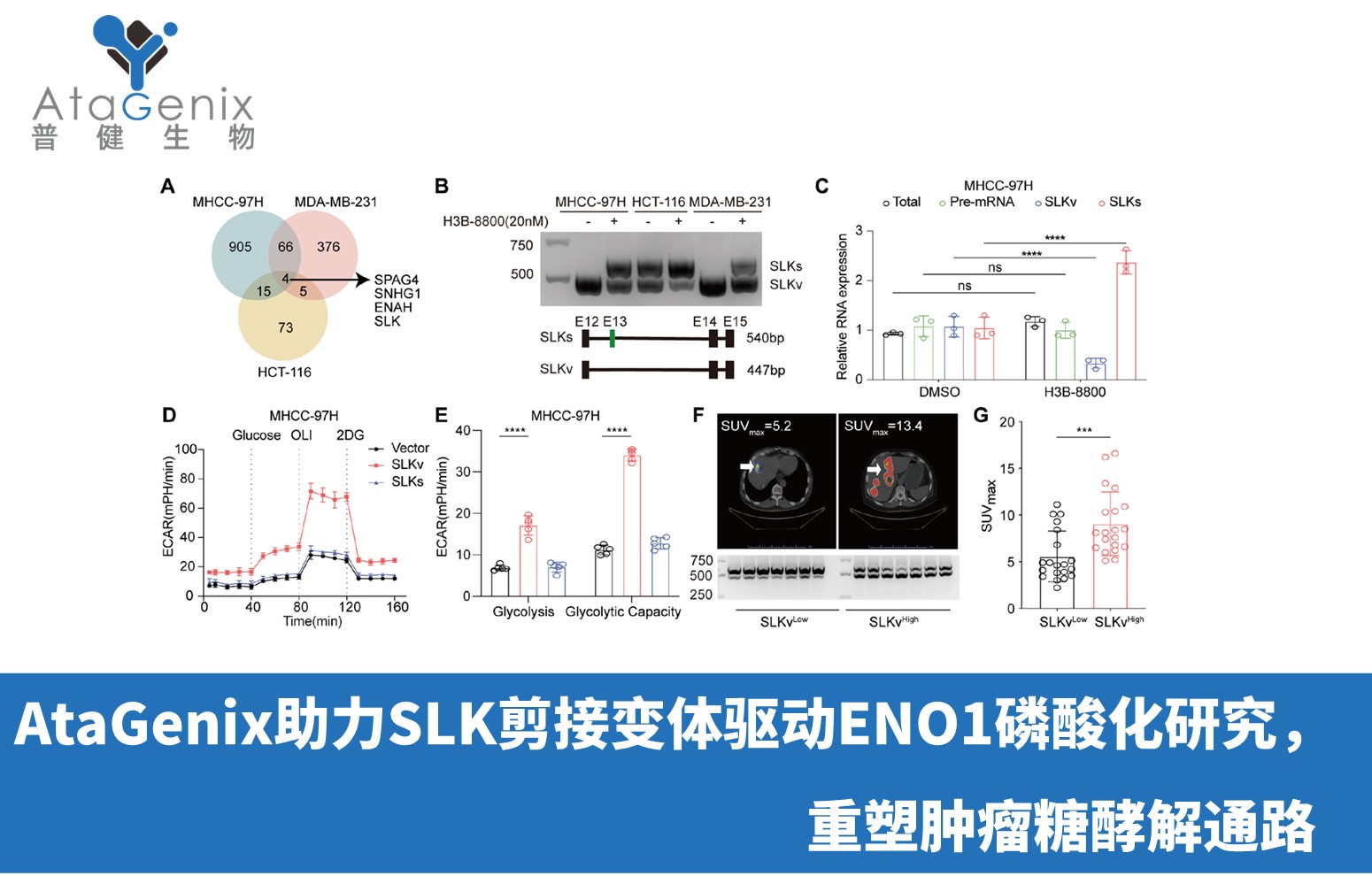 AtaGenix助力SLK剪接變體驅(qū)動ENO1磷酸化研究，重塑腫瘤糖酵解通路
