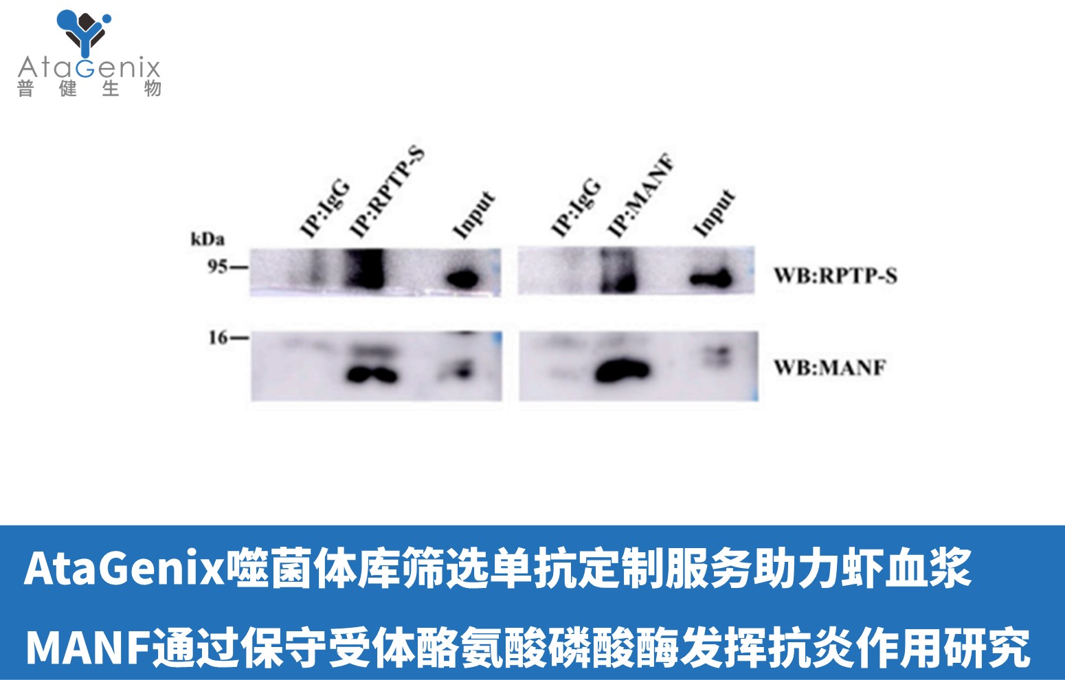 AtaGenix噬菌體庫篩選單抗定制服務助力蝦血漿MANF通過保守受體酪氨酸磷酸酶發揮抗炎作用研究