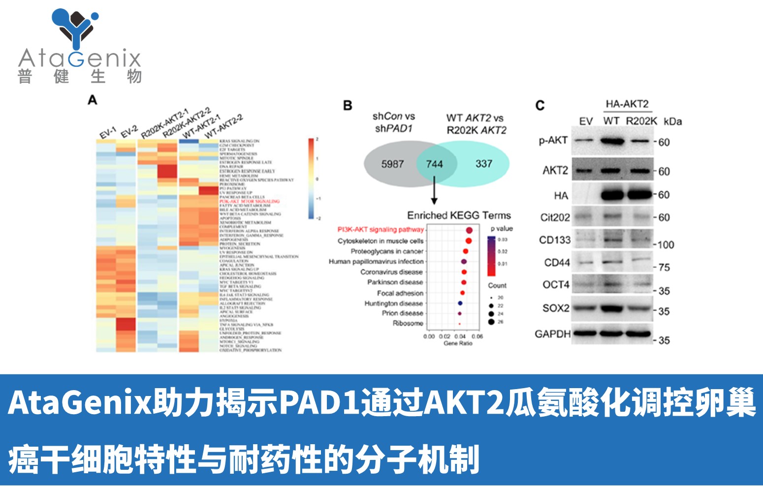 AtaGenix助力揭示PAD1通過AKT2瓜氨酸化調(diào)控卵巢癌干細(xì)胞特性與耐藥性的分子機制