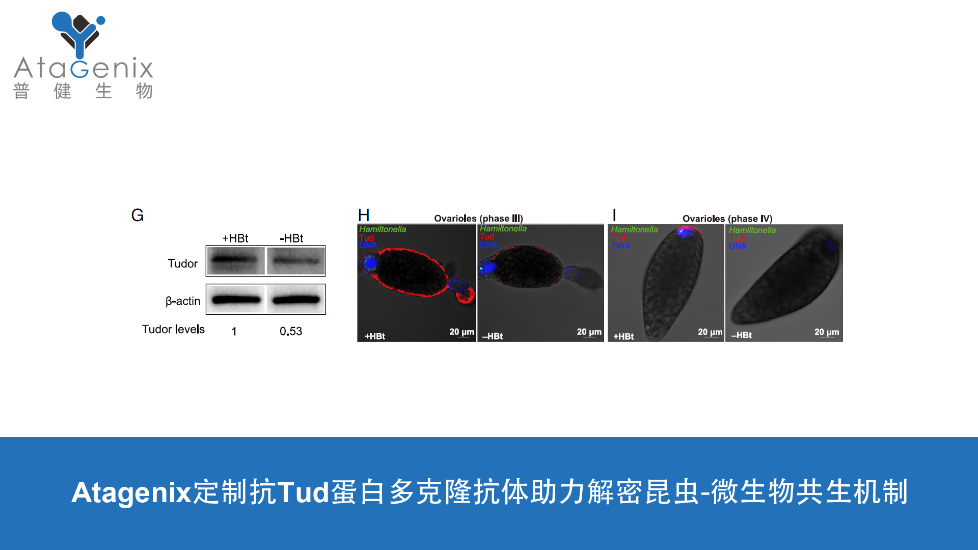 AtaGenix定制抗Tud蛋白多克隆抗體助力解密昆蟲-微生物共生機制