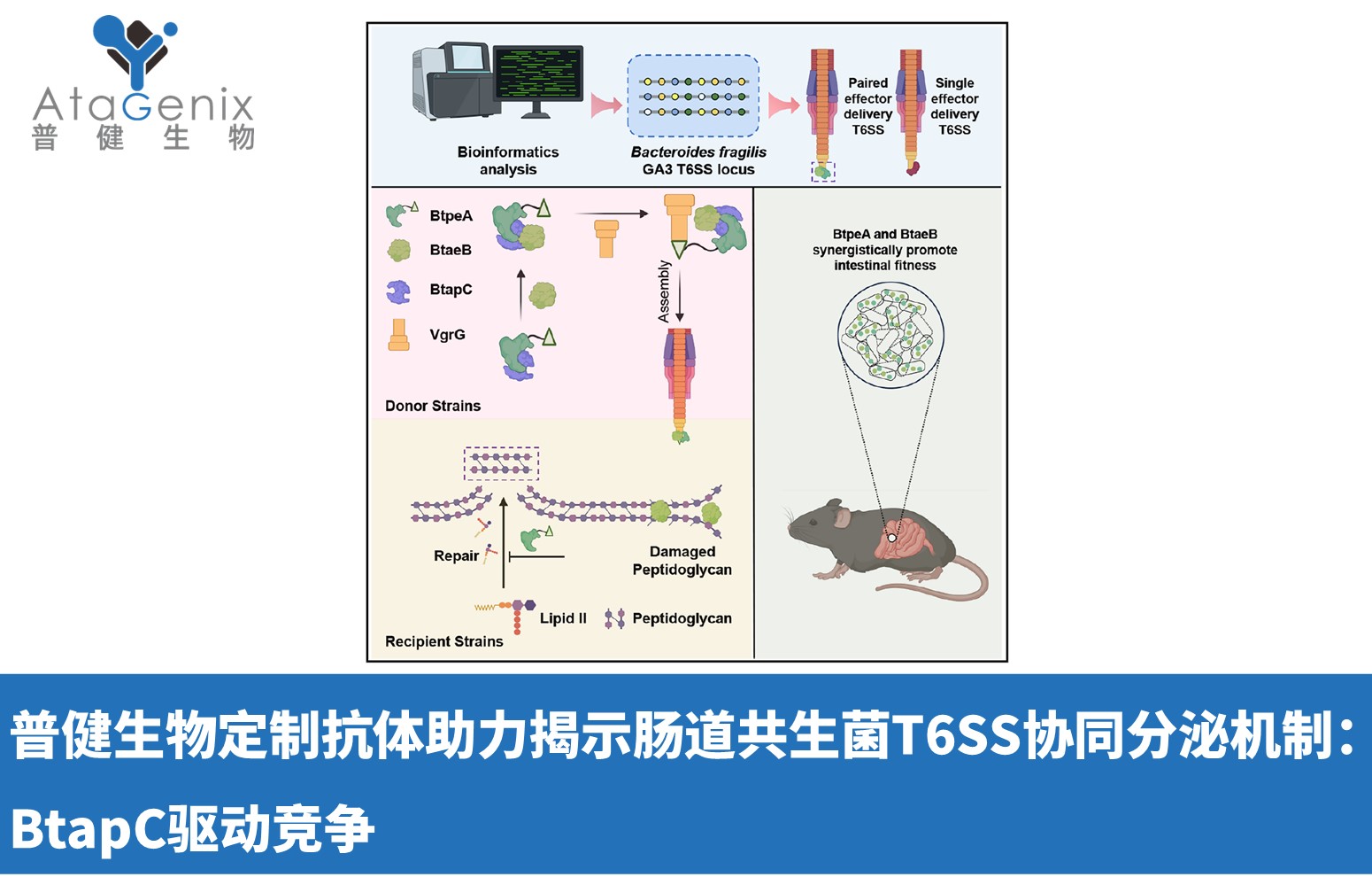普健生物定制抗體助力揭示腸道共生菌T6SS協(xié)同分泌機制：BtapC驅(qū)動競爭
